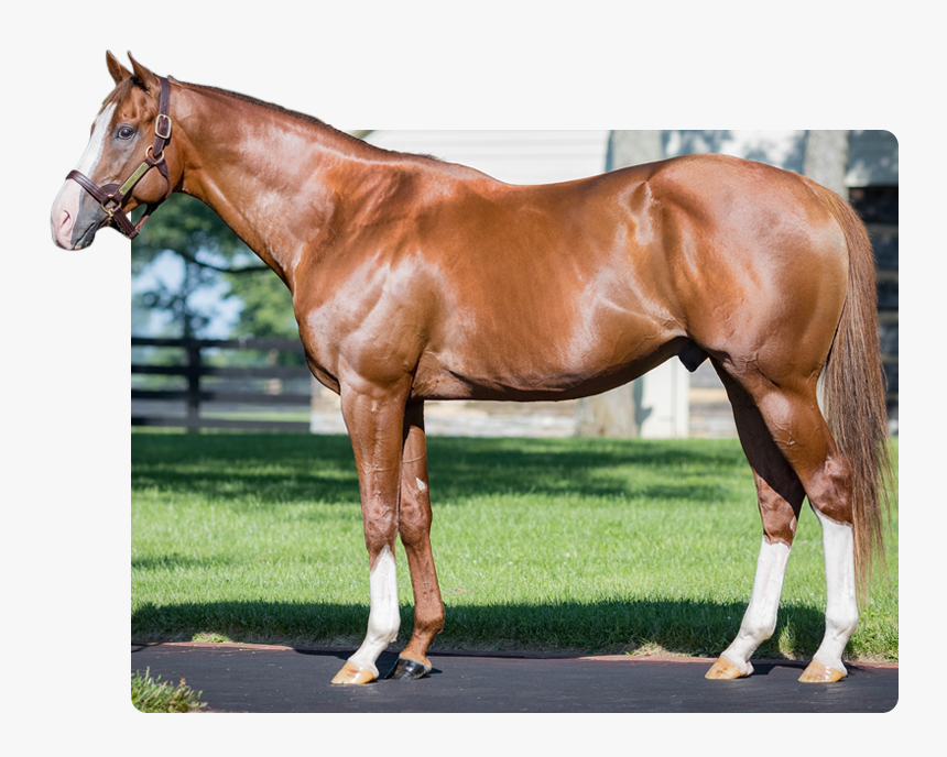 Will Take Charge, HD Png Download