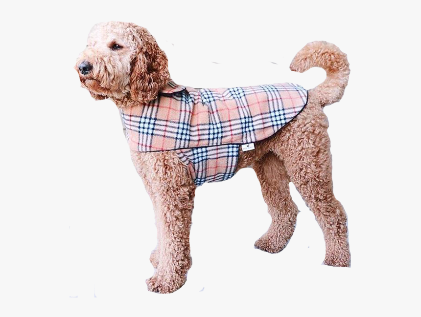 Standard Poodle Miniature Poodle Goldendoodle Cockapoo, HD Png Download