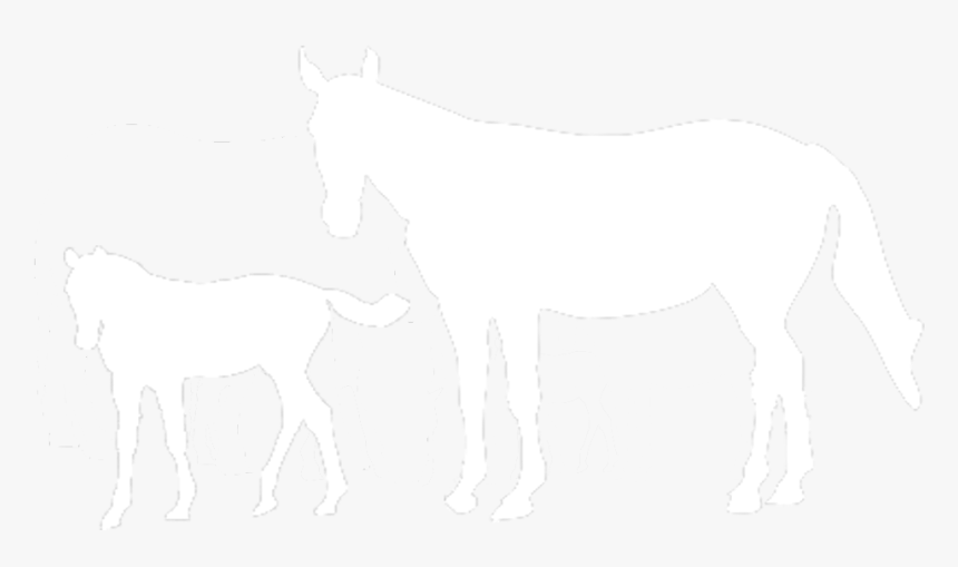 International Races, HD Png Download