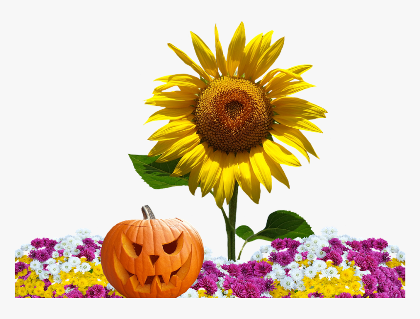 Autumn, Asters, Autumn Flowers, Fall Asters, Nature, HD Png Download
