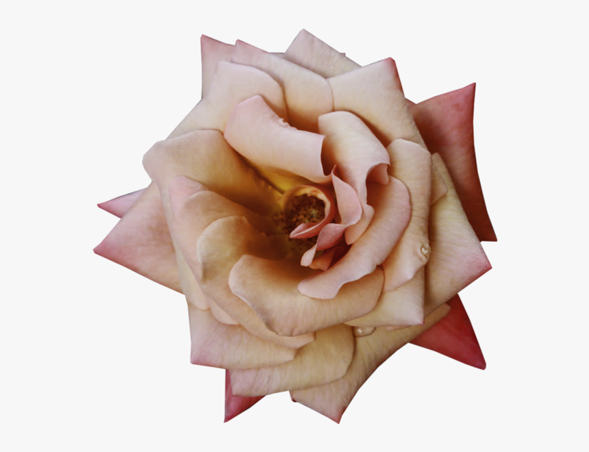 Fall Flowers Png, Transparent Png