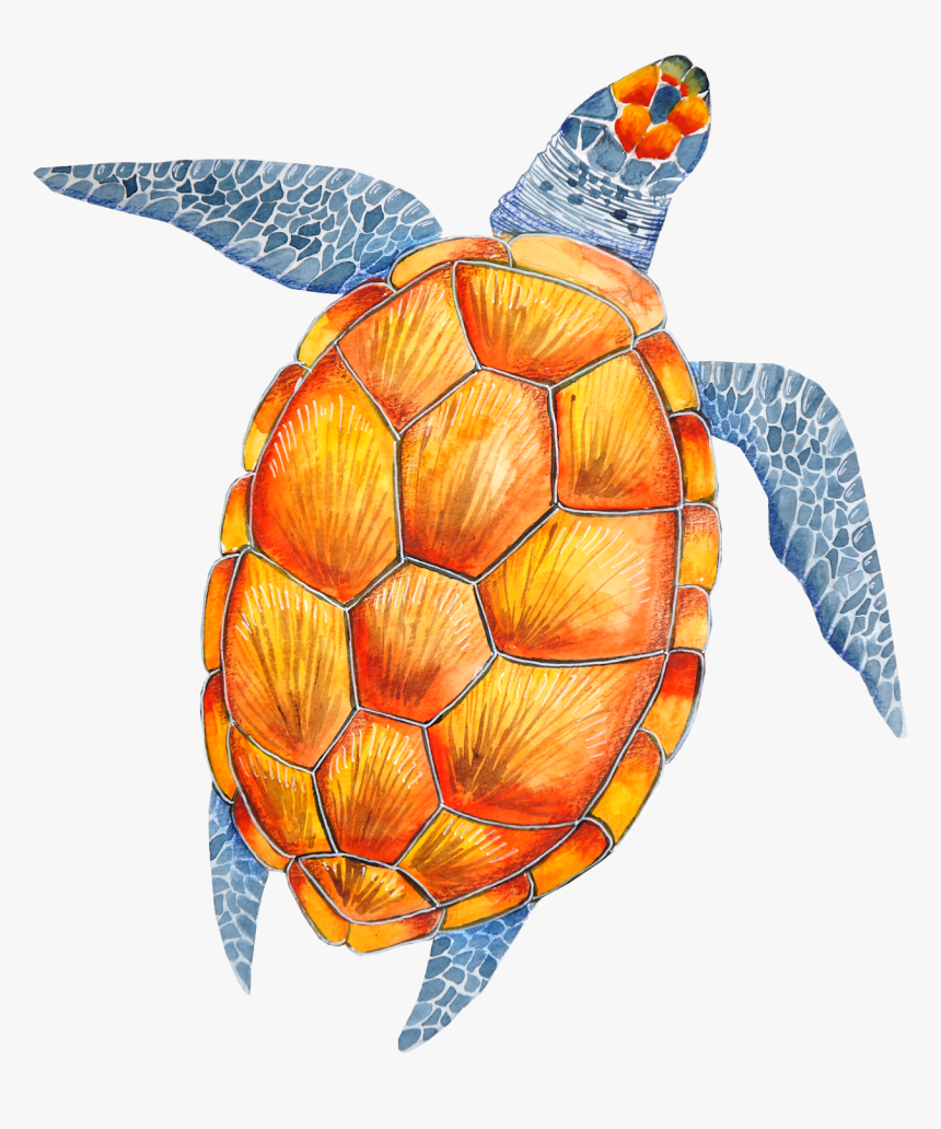 Turtle Cartoon Png, Transparent Png