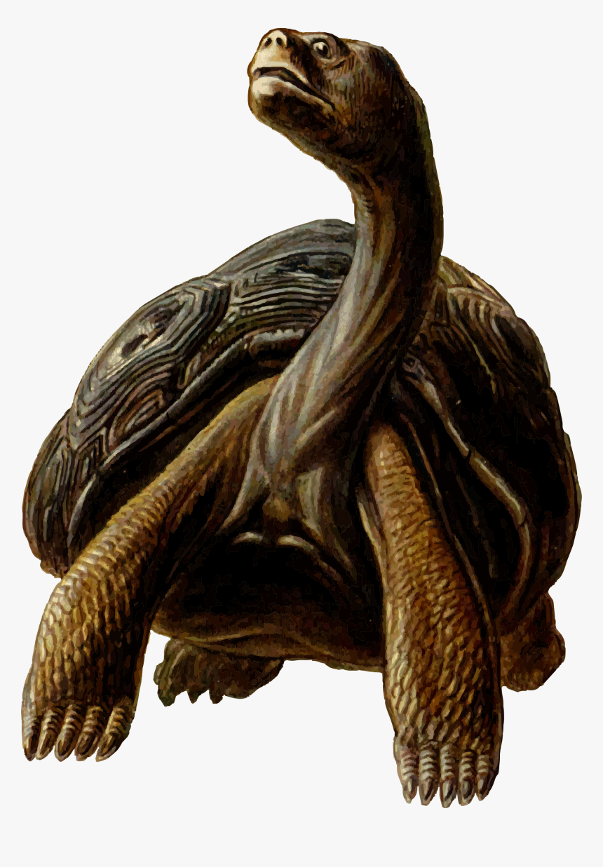 Prehistoric Tortoise Clipart, HD Png Download