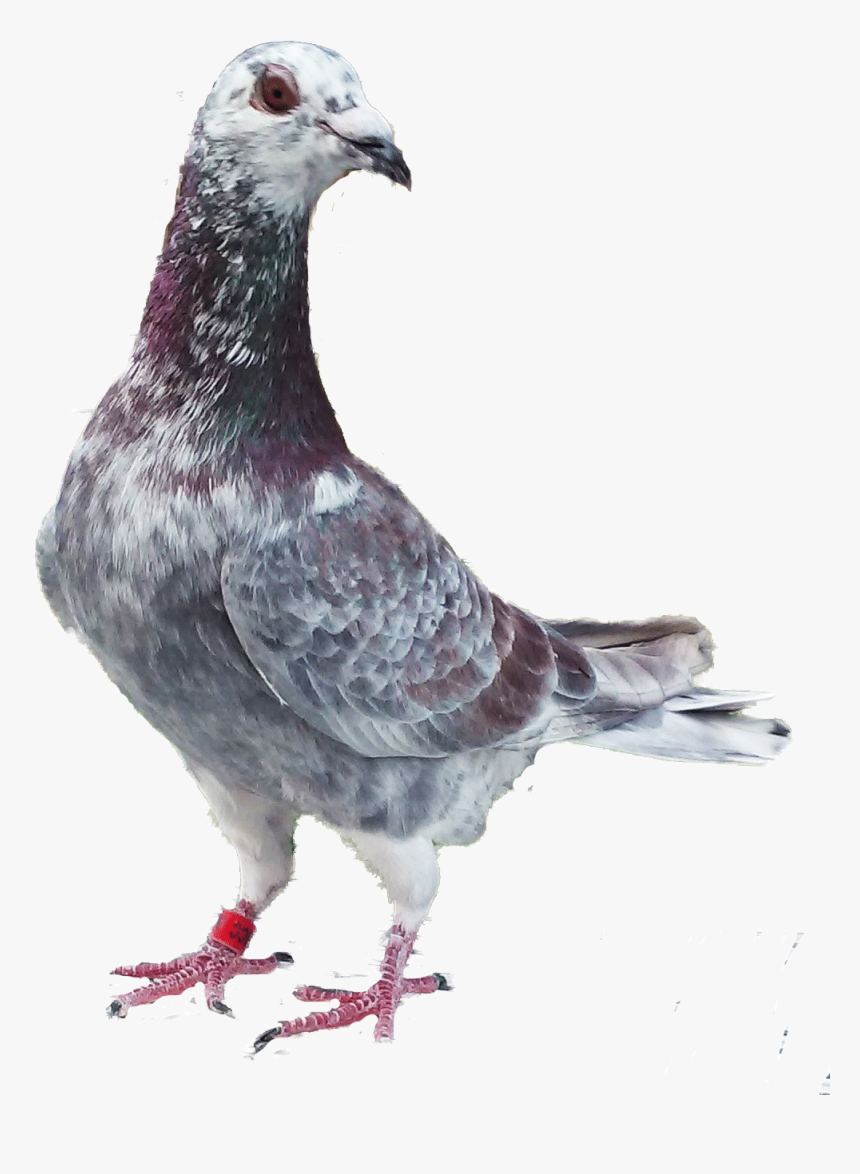 Homing And Racing Pigeons From Stock A, HD Png Download