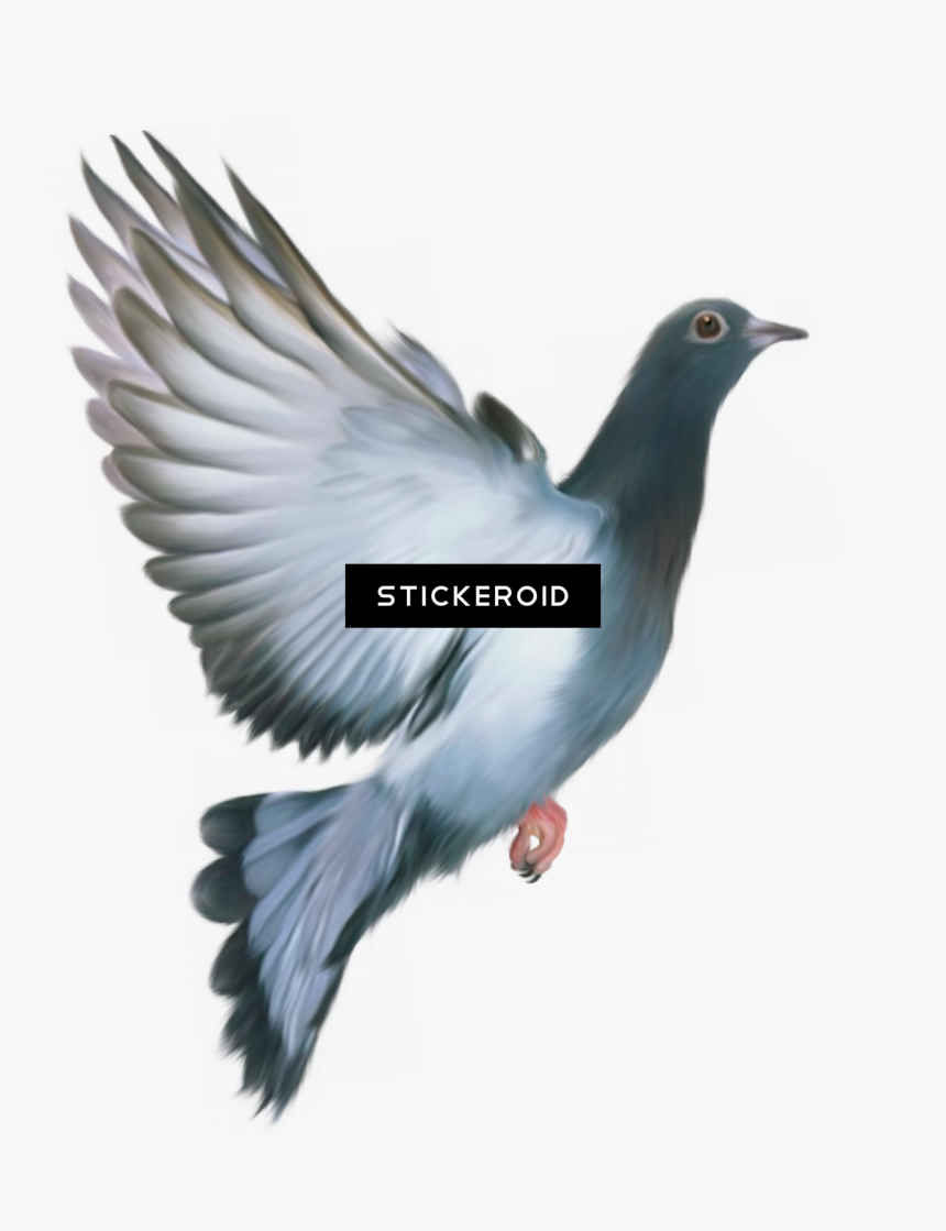 Pigeons And Doves, HD Png Download