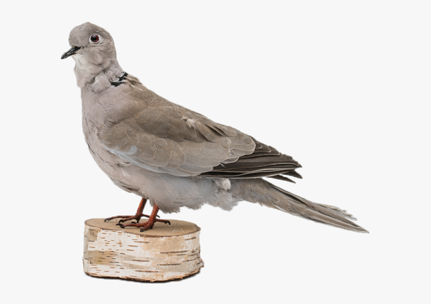 Transparent Pigeons Png, Png Download
