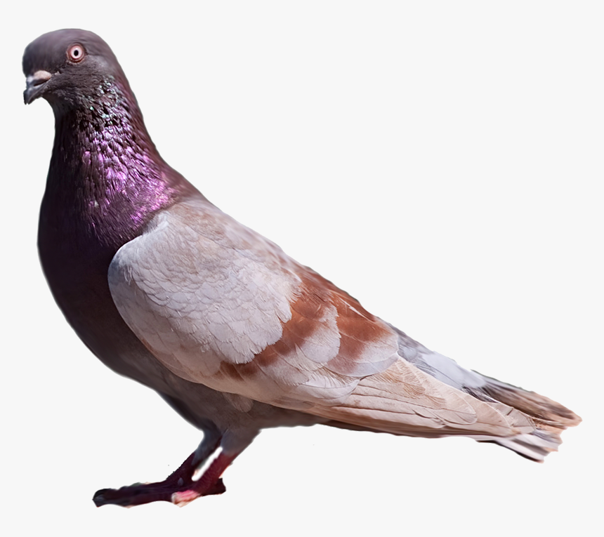 Pigeons Png, Transparent Png