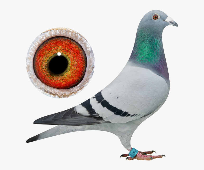 Pigeons Png, Transparent Png