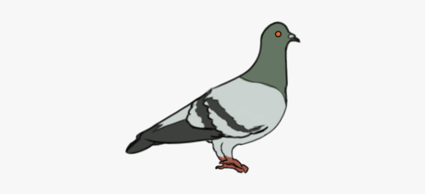 Pigeons Png, Transparent Png