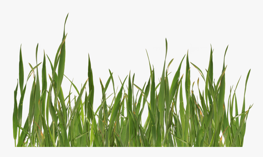 Grass Png 2 Green, Transparent Png
