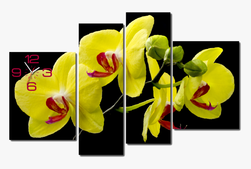 Tranh Đồng Hồ Treo Tường Hoa Mai Vàng, HD Png Download