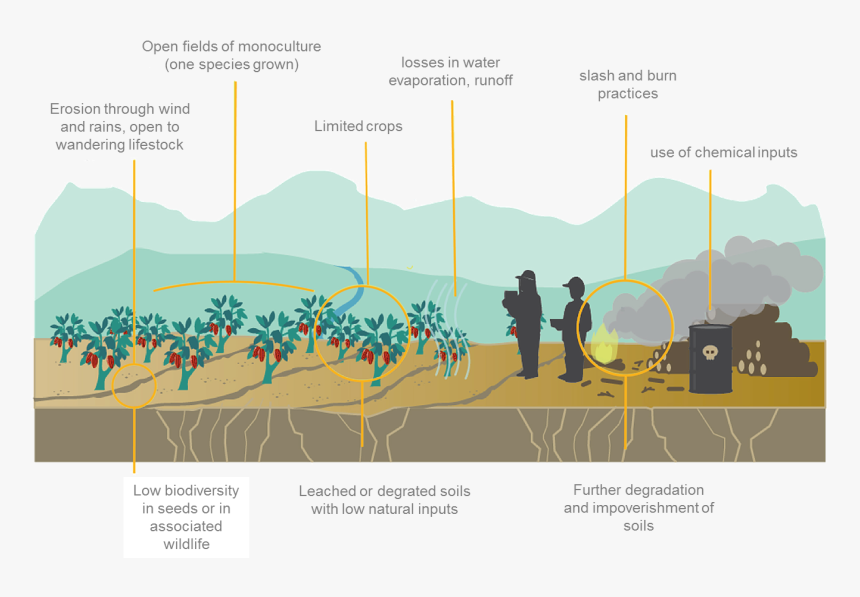 Monoculture, HD Png Download