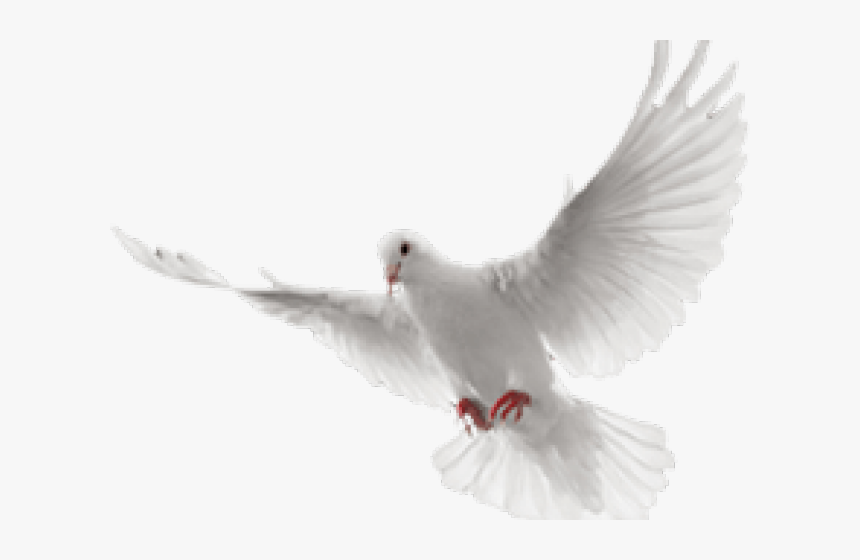 White Dove Clipart In Flight, HD Png Download