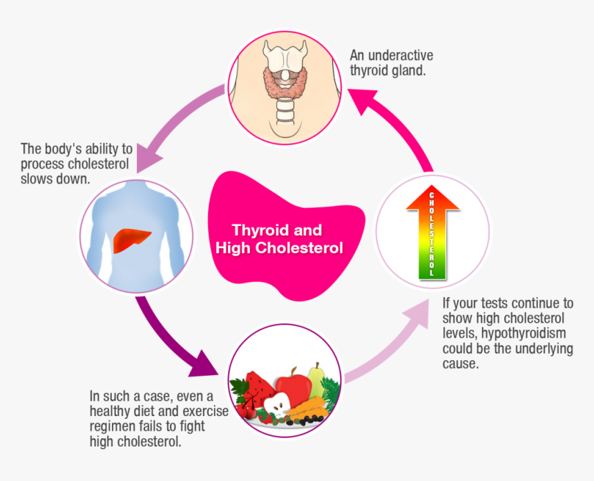 Picture Of A Fat Person, HD Png Download