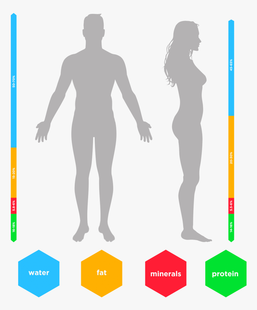 Body Composition Graphic, HD Png Download , Transparent Png Image PNGitem