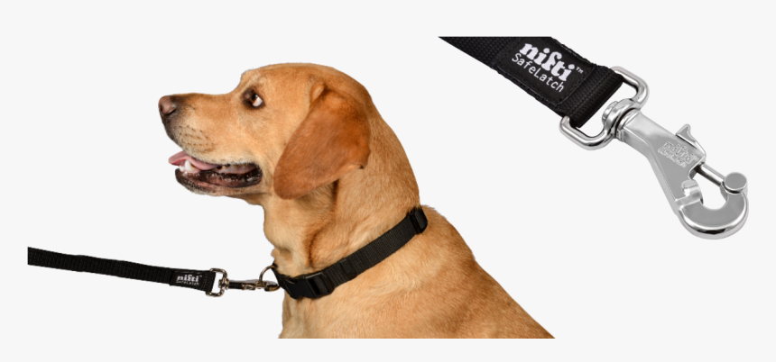 Dog Leash Png, Transparent Png
