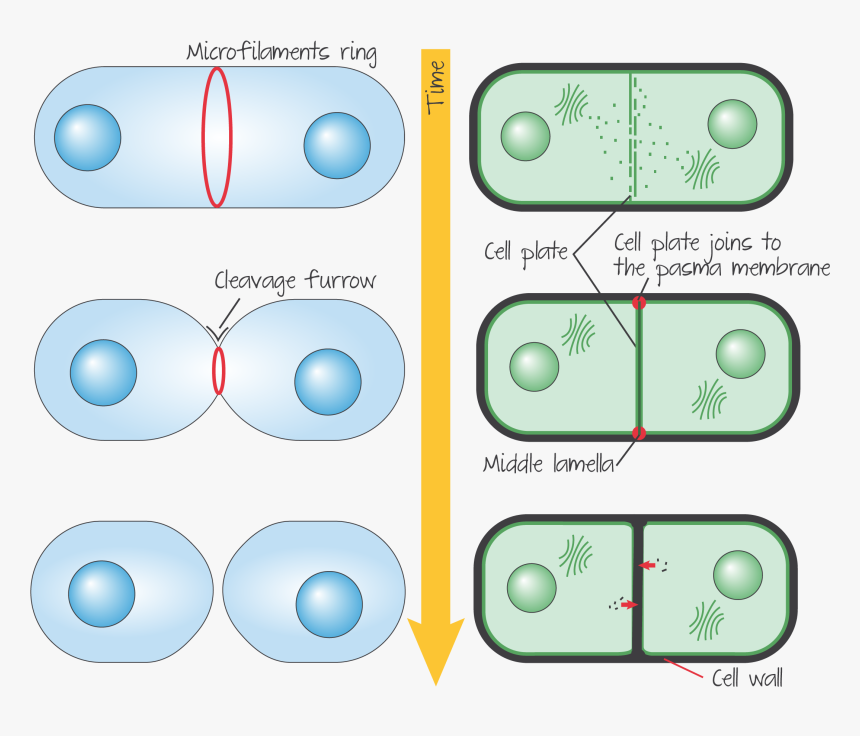 Animal Cell Png, Transparent Png