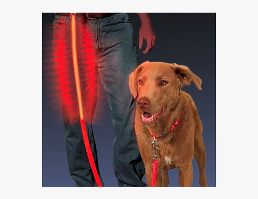 Dog Leash Png, Transparent Png