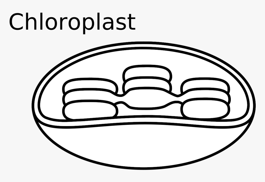 Transparent Animal Cell Png, Png Download