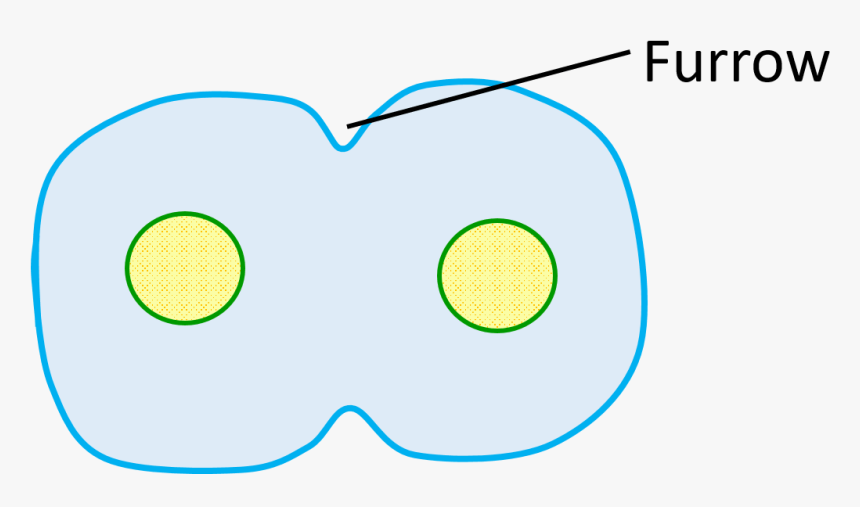 Transparent Plant Cell Clipart, HD Png Download