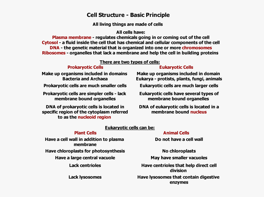 Animal Cell Png, Transparent Png