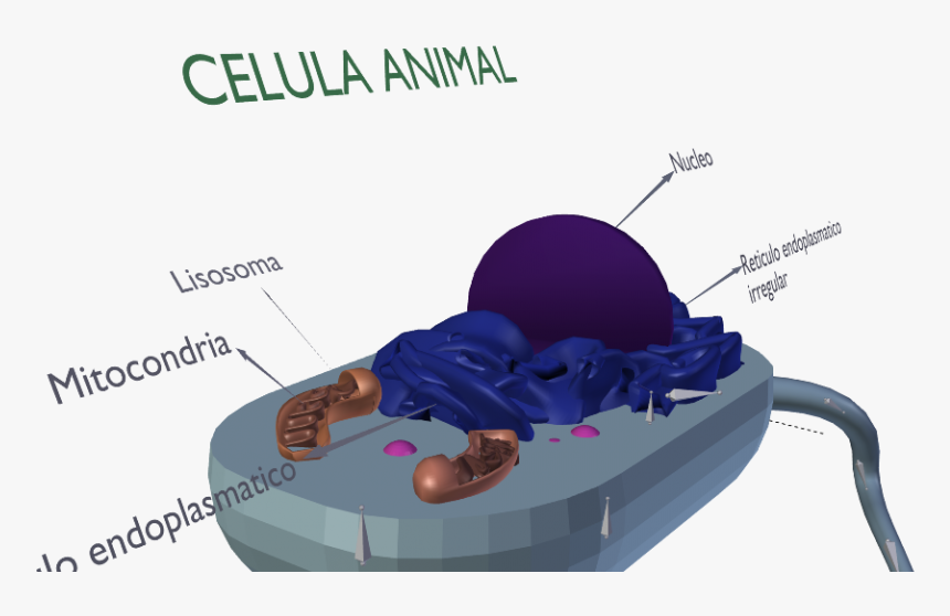 Animal Cell Png, Transparent Png