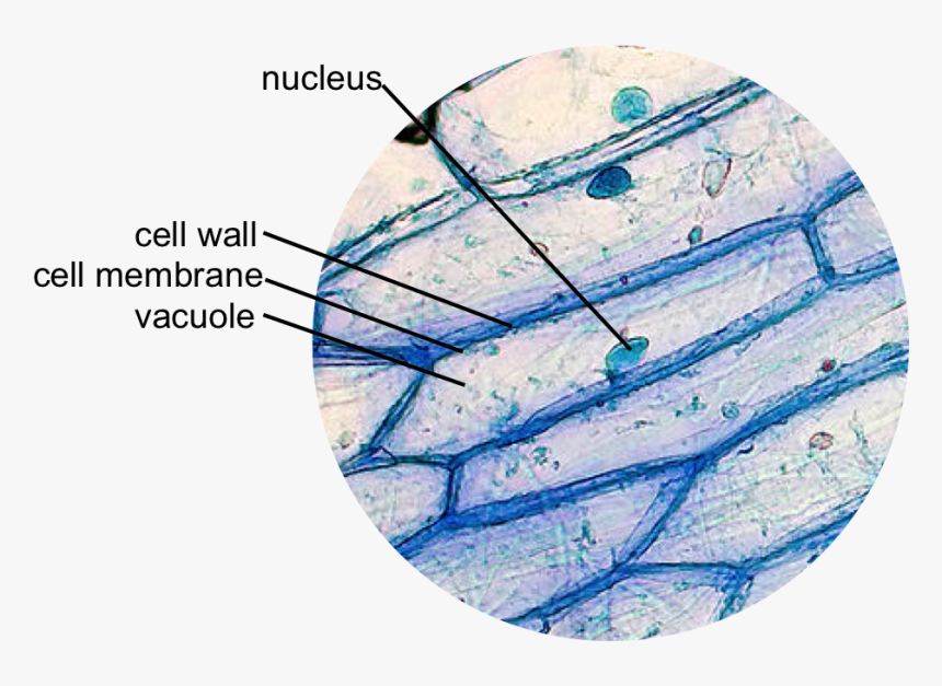 Animal Cell Png, Transparent Png