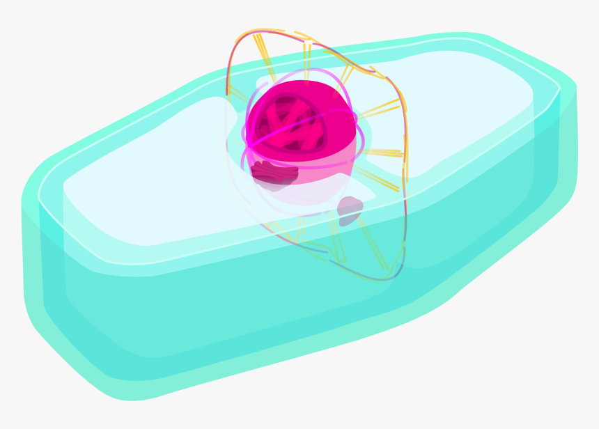 Plant Cell Prophase, HD Png Download