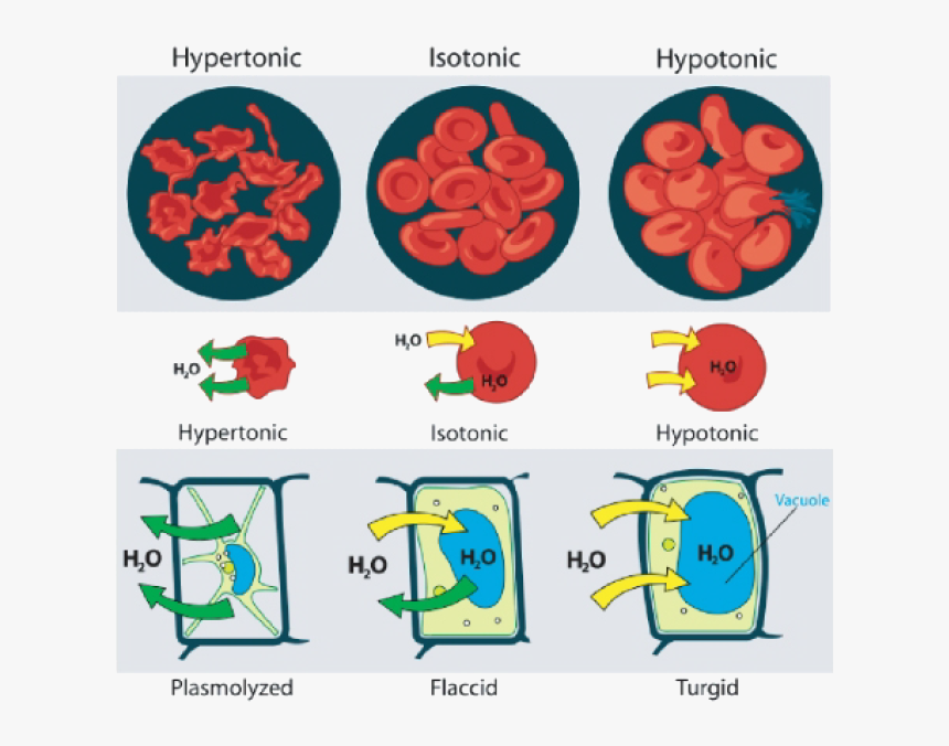 Animal Cell Png, Transparent Png