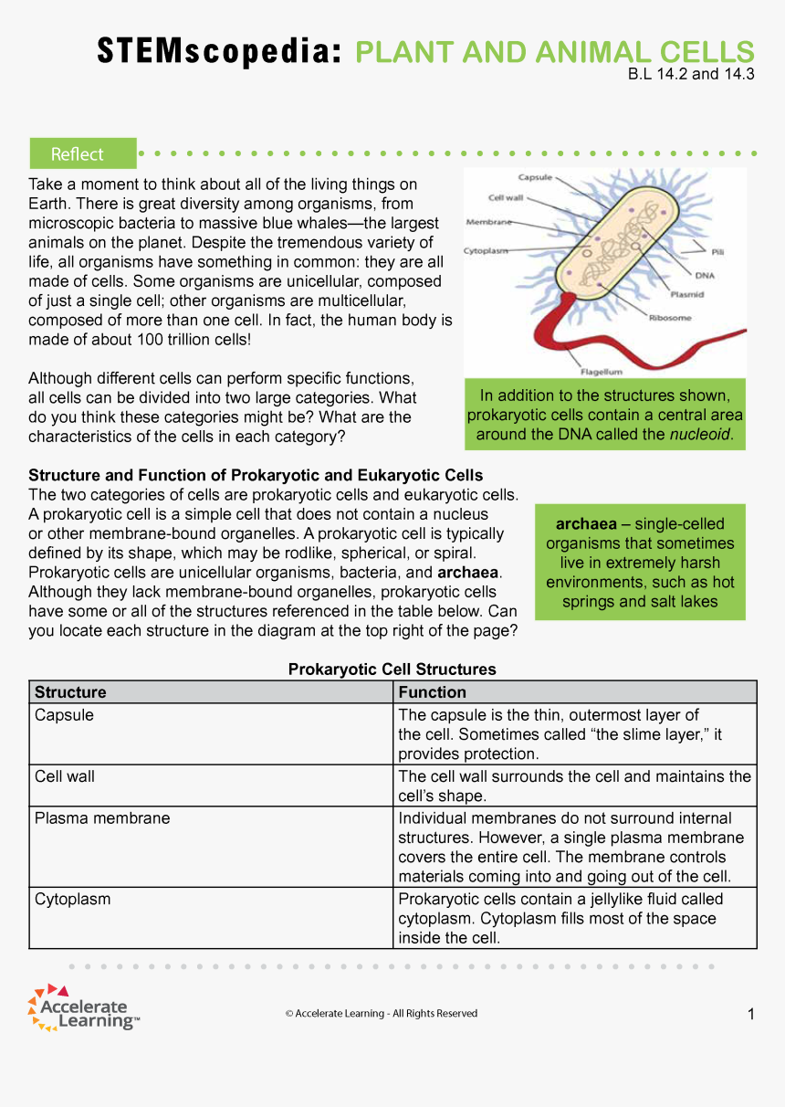 Animal Cell Png, Transparent Png