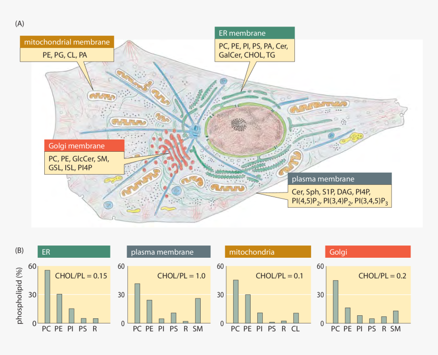 Lipid Synthesis And Steady-state Composition Of Cell, HD Png Download