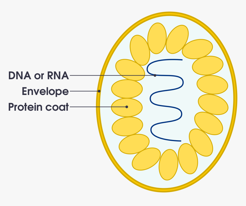 File Simple Diagram Of Virus Svg Simple English Wikipedia, HD Png Download