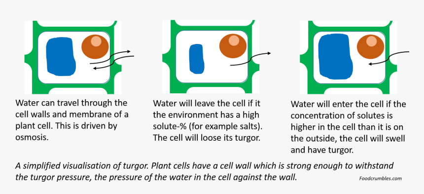 Cell Turgor, HD Png Download