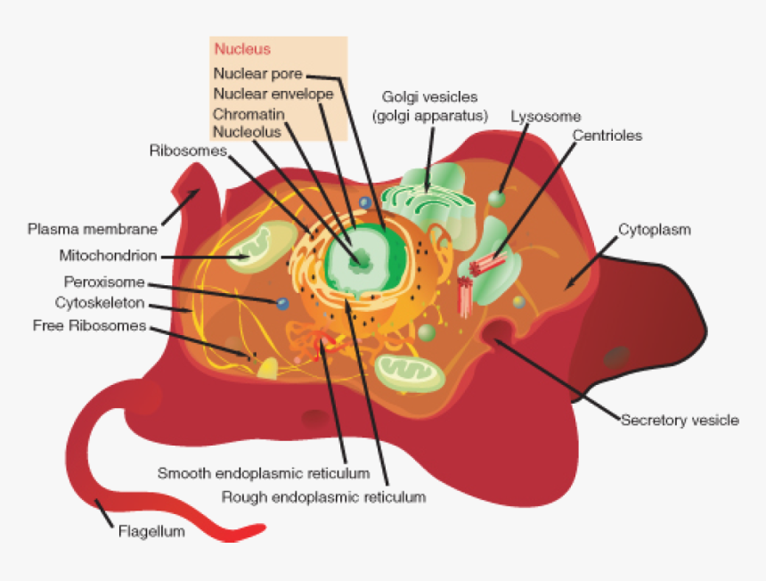 Animal Cell Png, Transparent Png