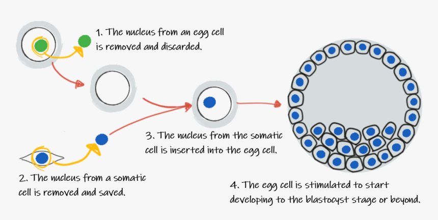 Animal Cell Png, Transparent Png