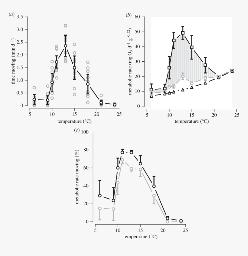 Scallop Circle Png, Transparent Png