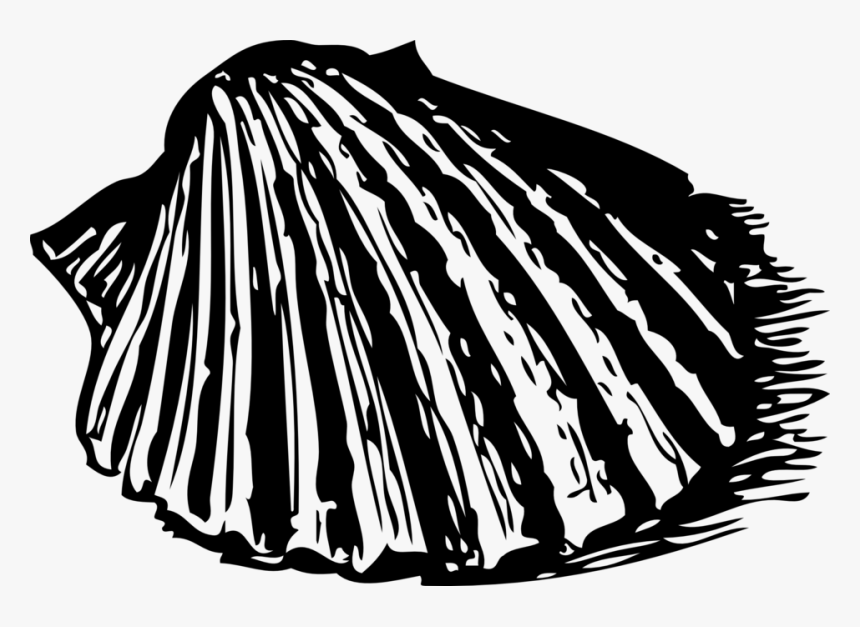 Scallop Shell, HD Png Download