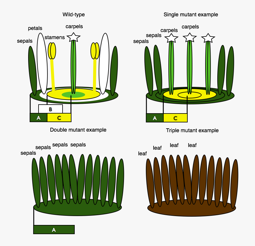 Dead Flowers Png, Transparent Png