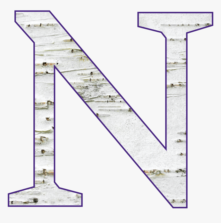 Birch With Purple Outline, HD Png Download