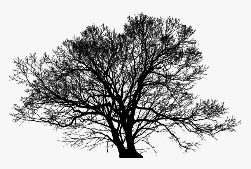 Tree, Leafless, Barren, Nature, Ecological, Green, HD Png Download