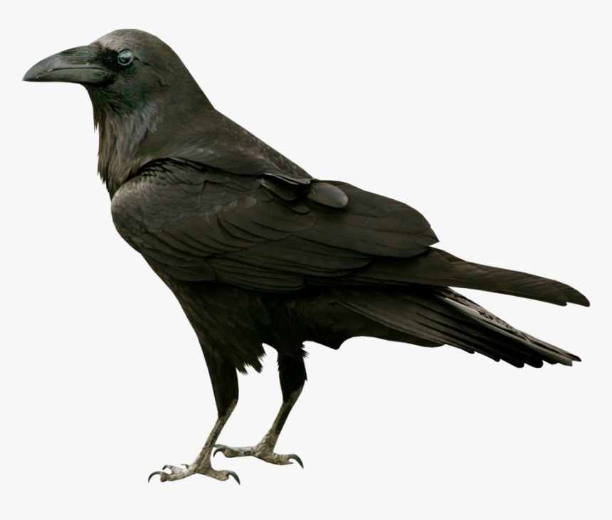 Raven Png, Transparent Png