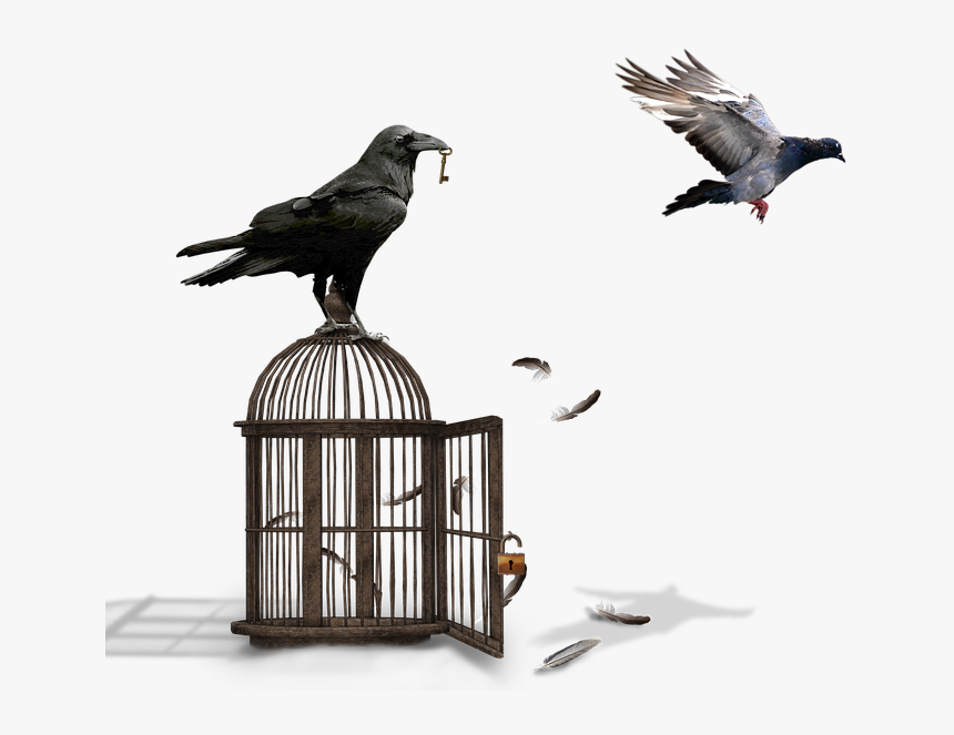 Cage, Raven, Dove, Castle, Padlock, Key, Feather, HD Png Download