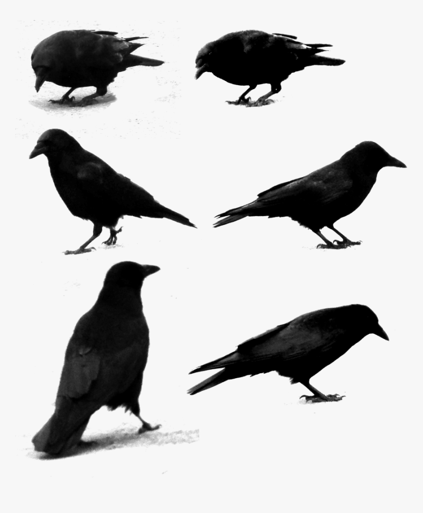 Raven Png, Transparent Png