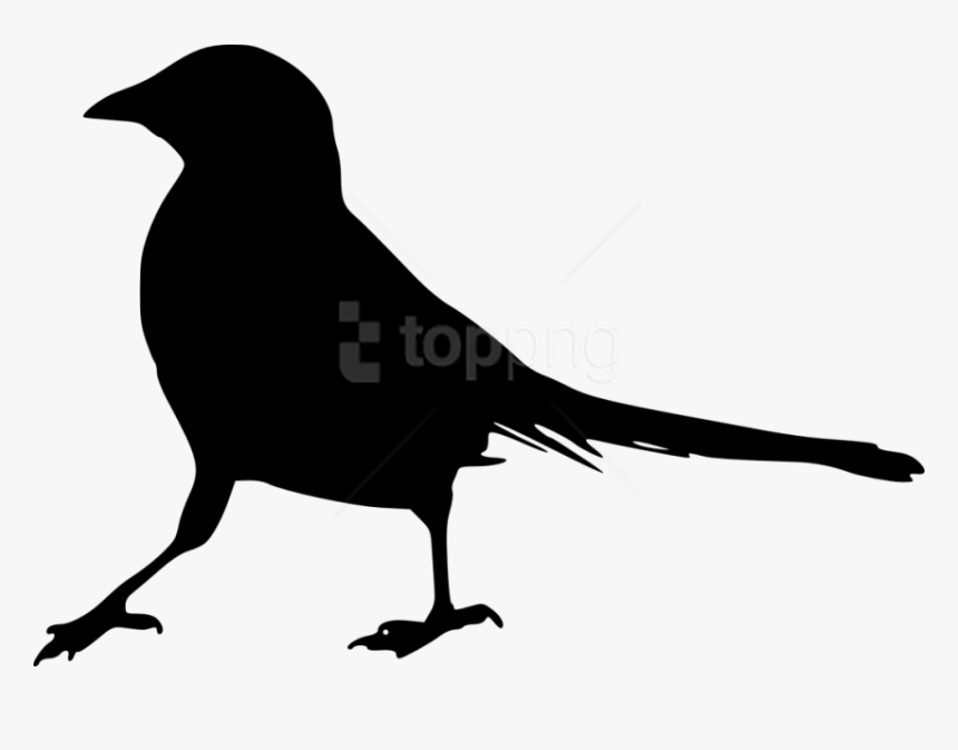 Raven, HD Png Download