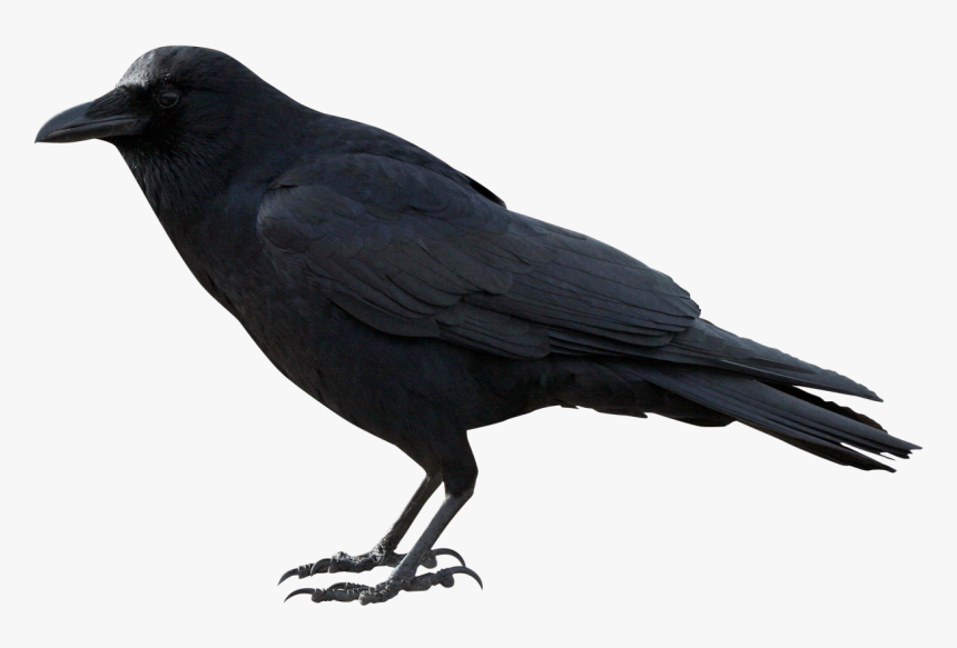 Raven Png, Transparent Png