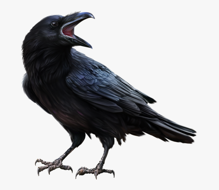 Raven Feather Png, Transparent Png