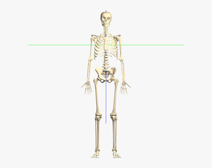 Transparent Bones Clear Background, HD Png Download