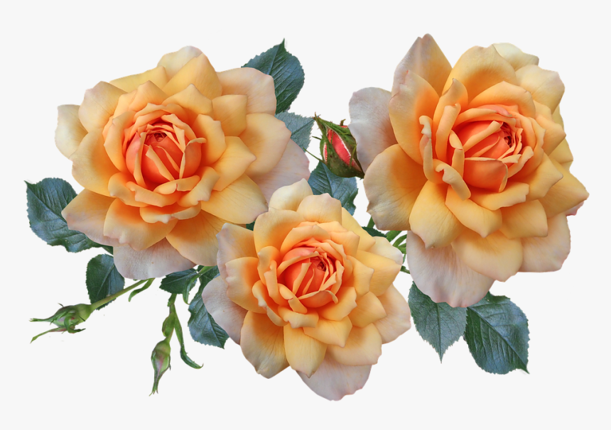 Roses, Flowers, Arrangement, Garden, Nature, HD Png Download
