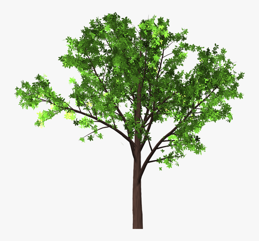 Tree, Leaves, Branches, Isolated, Transparent, Nature, HD Png Download
