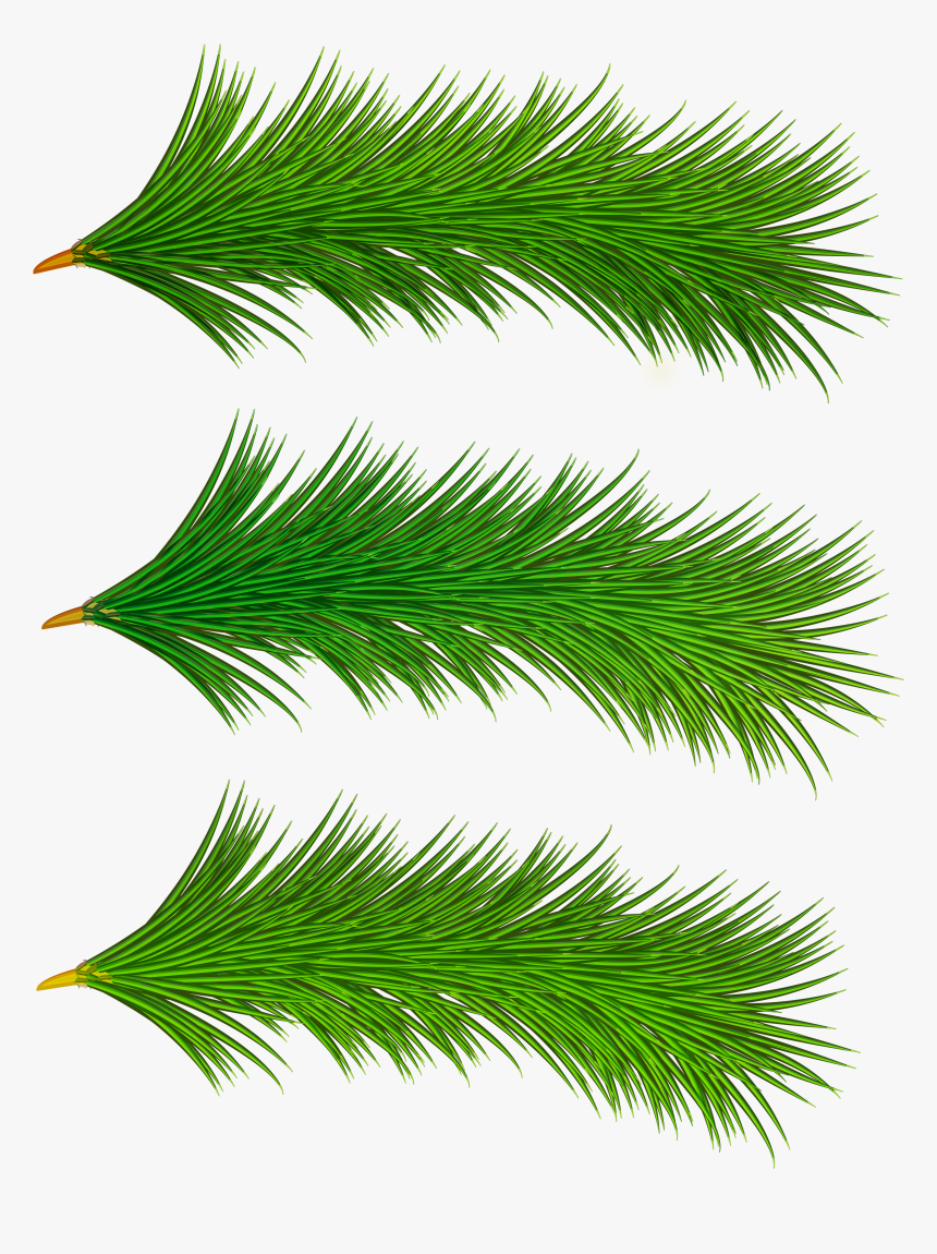 Tree Branches Png, Transparent Png
